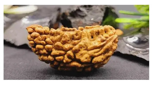 1 Mukhi Indian Rudraksha - Ek Mukhi Nakshatra one